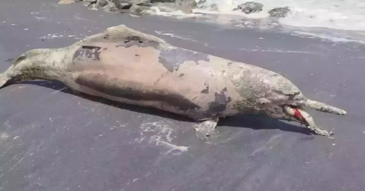 ആലപ്പുഴയില് കണ്ടെയ്നര് അടിഞ്ഞ തീരത്ത് ഡോള്ഫിന് ചത്തുപൊങ്ങി ആലപ്പുഴയില് കണ്ടെയ്നര് അടിഞ്ഞ തീരത്ത് ഡോള്ഫിന് ചത്തുപൊങ്ങി