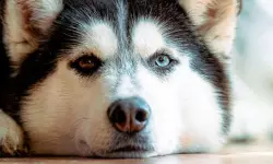 അയല്ക്കാരനെ കടിച്ച നായയുടെ ഉടമയ്ക്ക് നാലുമാസം കഠിന തടവ് അയല്ക്കാരനെ കടിച്ച നായയുടെ ഉടമയ്ക്ക് നാലുമാസം കഠിന തടവ്