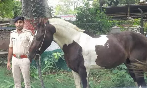 മദ്യം കടത്താന്‍ ഉപയോഗിക്കുന്ന കുതിരയെ കസ്റ്റഡിയില്‍ എടുത്ത് ബിഹാര്‍ പോലിസ്