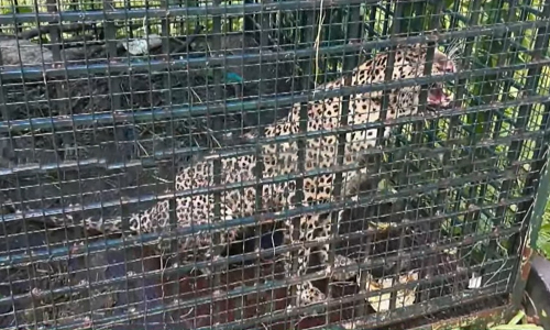 കരുവാരക്കുണ്ടില് കടുവക്കു വച്ച കൂട്ടില് കുടുങ്ങിയത് പുലി കരുവാരക്കുണ്ടില് കടുവക്കു വച്ച കൂട്ടില് കുടുങ്ങിയത് പുലി