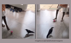 സ്ട്രൈക്കറെ ആവശ്യമുണ്ട് ; ആണ്കുട്ടിക്കൊപ്പം ഫുട്ബോള് കളിച്ച് കാക്ക (വീഡിയോ) സ്ട്രൈക്കറെ ആവശ്യമുണ്ട് ; ആണ്കുട്ടിക്കൊപ്പം ഫുട്ബോള് കളിച്ച് കാക്ക (വീഡിയോ)