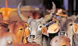 കന്നുകാലി കടത്ത് ആരോപിച്ച് മലയാളിയെ കര്‍ണാടക പോലിസ് വെടിവച്ച സംഭവം; കന്നുകാലികളെ നിയമപരമായി ചന്തയില്‍ നിന്ന് വാങ്ങിയതെന്ന് രേഖകള്‍