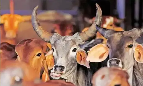 കന്നുകാലി കടത്ത് ആരോപിച്ച് മലയാളിയെ കര്‍ണാടക പോലിസ് വെടിവച്ച സംഭവം; കന്നുകാലികളെ നിയമപരമായി ചന്തയില്‍ നിന്ന് വാങ്ങിയതെന്ന് രേഖകള്‍