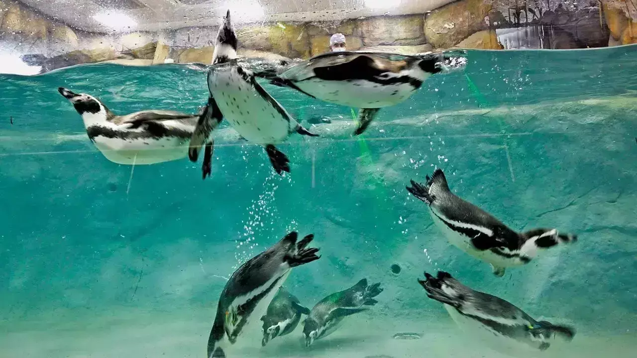 เดฎเตเดเดถเดพเดฒเดฏเดฟเดฒเต เดชเตเดจเตโเดเตเดตเดฟเดจเตโ เดเตเดเตเดเตเดเตเดเดณเตโเดเตเดเต เดฎเดฑเดพเด เดฟ เดชเตเดฐเต เดจเดฒเตโเดเดฃเดฎเตเดจเตเดจเต เดฌเดฟเดเตเดชเดฟ เดฎเตเดเดถเดพเดฒเดฏเดฟเดฒเต เดชเตเดจเตโเดเตเดตเดฟเดจเตโ เดเตเดเตเดเตเดเตเดเดณเตโเดเตเดเต เดฎเดฑเดพเด เดฟ เดชเตเดฐเต เดจเดฒเตโเดเดฃเดฎเตเดจเตเดจเต เดฌเดฟเดเตเดชเดฟ