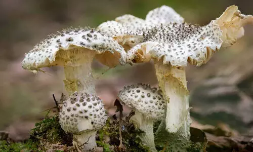 വിഷക്കൂണ്‍ കഴിച്ച് ആറ് പേര്‍ ആശുപത്രിയില്‍