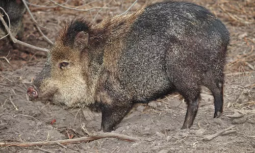 കേഴിക്കോട് കാട്ടുപന്നിയുടെ ആക്രമണം; വയോധികന് ഗുരുതര പരിക്ക്