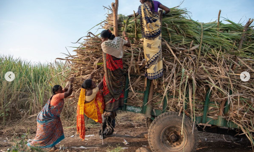 ഗതികെട്ടവര്ക്ക് ഗര്ഭപാത്രമെന്തിന്? കരിമ്പ് വെട്ടുന്ന സ്ത്രീകള് കരള് പൊള്ളി ചോദിക്കുന്നു ഗതികെട്ടവര്ക്ക് ഗര്ഭപാത്രമെന്തിന്? കരിമ്പ് വെട്ടുന്ന സ്ത്രീകള് കരള് പൊള്ളി ചോദിക്കുന്നു
