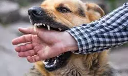 കണ്ണൂര് നഗരത്തില് 56 പേരെ കടിച്ച തെരുവുനായയെ ചത്ത നിലയില് കണ്ടെത്തി കണ്ണൂര് നഗരത്തില് 56 പേരെ കടിച്ച തെരുവുനായയെ ചത്ത നിലയില് കണ്ടെത്തി