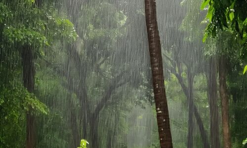കേരളത്തിൽ അടുത്ത അഞ്ചു ദിവസം വ്യാപകമായ മഴയ്ക്ക് സാധ്യത:  കാലാവസ്ഥ വകുപ്പ്