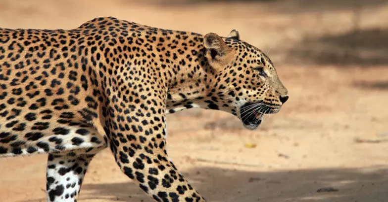 വാല്‍പ്പാറയില്‍ വീട്ടുമുറ്റത്ത് കളിച്ചുകൊണ്ടിരുന്ന നാലു വയസുകാരിയെ പുലി പിടിച്ചു; കുട്ടിക്കായി തിരച്ചില്‍