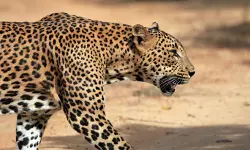 വാല്‍പ്പാറയില്‍ വീട്ടുമുറ്റത്ത് കളിച്ചുകൊണ്ടിരുന്ന നാലു വയസുകാരിയെ പുലി പിടിച്ചു; കുട്ടിക്കായി തിരച്ചില്‍