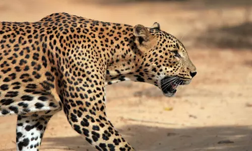 വാല്‍പ്പാറയില്‍ വീട്ടുമുറ്റത്ത് കളിച്ചുകൊണ്ടിരുന്ന നാലു വയസുകാരിയെ പുലി പിടിച്ചു; കുട്ടിക്കായി തിരച്ചില്‍