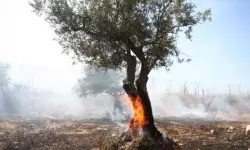 ബത്ലഹേമില് ഒലീവ് മരങ്ങള്ക്ക് തീയിട്ട് ജൂത കുടിയേറ്റക്കാര് ബത്ലഹേമില് ഒലീവ് മരങ്ങള്ക്ക് തീയിട്ട് ജൂത കുടിയേറ്റക്കാര്