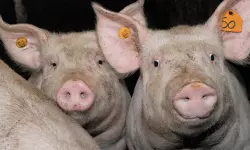 എറണാകുളത്ത് ആഫ്രിക്കന്‍ പന്നിപ്പനി സ്ഥിരീകരിച്ചു