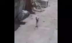 ധാന്യപ്പൊടിയുമായി പോവുകയായിരുന്ന ഫലസ്തീനിയെ കൊലപ്പെടുത്തി ഇസ്രായേല്‍ (വീഡിയോ)