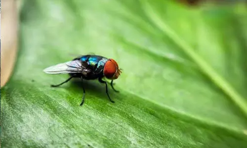 മാംസം പച്ചയ്ക്ക് തിന്നുന്ന ഈച്ചകള് പെരുകുന്നു; ബീഫ് വ്യവസായത്തെ സംരക്ഷിക്കാന് ഈച്ച ഫാക്ടറിയുമായി യുഎസ് മാംസം പച്ചയ്ക്ക് തിന്നുന്ന ഈച്ചകള് പെരുകുന്നു; ബീഫ് വ്യവസായത്തെ സംരക്ഷിക്കാന് ഈച്ച ഫാക്ടറിയുമായി യുഎസ്