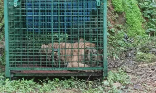 കാളികാവിലെ കടുവ കുടുങ്ങി; ഗഫൂറിനെ കൊന്ന കടുവയെന്ന് സൂചന കാളികാവിലെ കടുവ കുടുങ്ങി; ഗഫൂറിനെ കൊന്ന കടുവയെന്ന് സൂചന