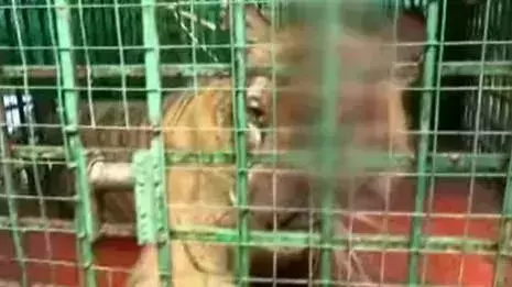 നരഭോജി കടുവയെ പുറത്തുവിടില്ല; പകരം പുനരധിവസിപ്പിക്കാൻ തീരുമാനം