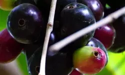 ഞാവൽപ്പഴത്തോട് സാമ്യമുള്ള കായ കഴിച്ചു; വിദ്യാർഥിനി ആശുപത്രിയിൽ