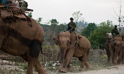 മ്യാന്‍മറിലെ യുദ്ധത്തില്‍ ആനസൈന്യവും (PHOTOS)