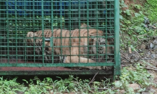 കൂട്ടിലായ കടുവയെ തൃശൂര്‍ പുത്തൂര്‍ സുവോളജിക്കല്‍ പാര്‍ക്കിലേക്ക് എത്തിച്ചു