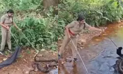 രോഷ്നി രാജവെമ്പാലയെ പിടികൂടുന്നത് കണ്ടത് ലക്ഷകണക്കിന് പേര്; വലക്കുള്ളിലാക്കിയത് 18 അടി നീളമുള്ള പാമ്പിനെ (വീഡിയോ) രോഷ്നി രാജവെമ്പാലയെ പിടികൂടുന്നത് കണ്ടത് ലക്ഷകണക്കിന് പേര്; വലക്കുള്ളിലാക്കിയത് 18 അടി നീളമുള്ള പാമ്പിനെ (വീഡിയോ)