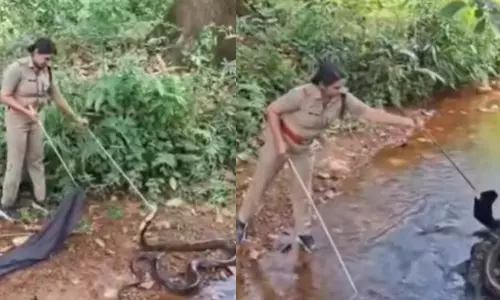 രോഷ്‌നി രാജവെമ്പാലയെ പിടികൂടുന്നത് കണ്ടത്  ലക്ഷകണക്കിന് പേര്‍; വലക്കുള്ളിലാക്കിയത് 18 അടി നീളമുള്ള പാമ്പിനെ (വീഡിയോ)