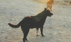 ഗസയില് നിന്നുള്ള നായ്ക്കള് ഭീഷണിയെന്ന് ജൂത കുടിയേറ്റക്കാര് ഗസയില് നിന്നുള്ള നായ്ക്കള് ഭീഷണിയെന്ന് ജൂത കുടിയേറ്റക്കാര്