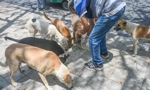 തെരുവുനായകള്‍ക്ക് ഇറച്ചിയും ചോറും; പുതിയ പദ്ധതിയുമായി ബംഗളൂരു കോര്‍പ്പറേഷന്‍