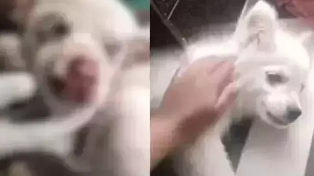 നായക്കുട്ടിയുടെ മുഖത്തേക്ക് രാസലായനി ഒഴിച്ചു; കാഴ്ച നഷ്ടപ്പെട്ടു