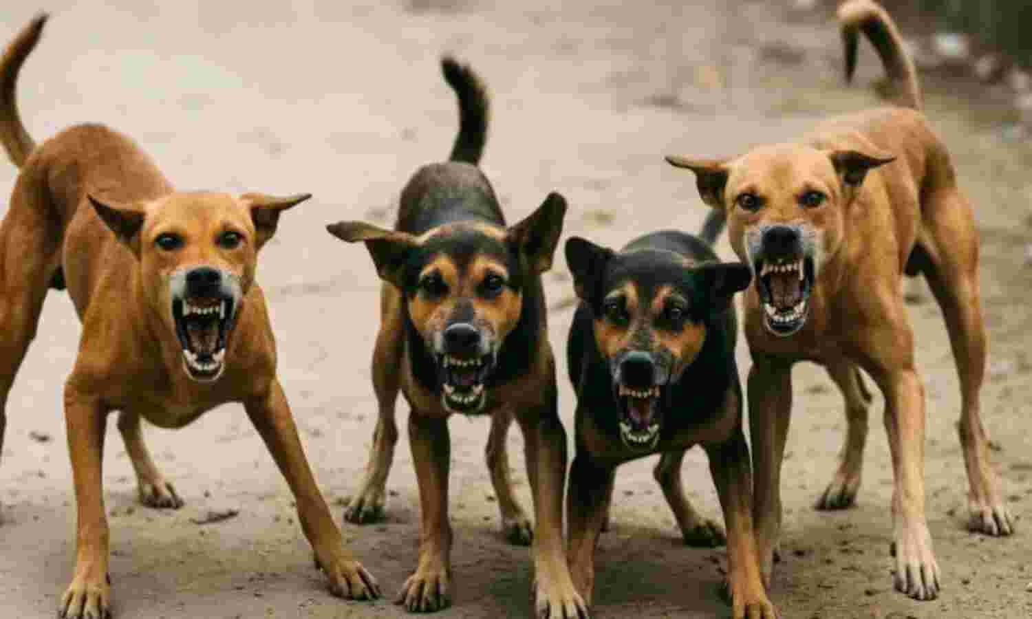 തെരുവുനായ ആക്രമണം തടയുന്നതിനുള്ള മാര്ഗനിര്ദേശങ്ങള് രൂപീകരിക്കാന് ഇടക്കാലസമിതി രൂപീകരിക്കണം: ഹൈക്കോടതി തെരുവുനായ ആക്രമണം തടയുന്നതിനുള്ള മാര്ഗനിര്ദേശങ്ങള് രൂപീകരിക്കാന് ഇടക്കാലസമിതി രൂപീകരിക്കണം: ഹൈക്കോടതി