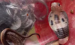 മൂര്ഖനെ കുപ്പിയിലാക്കി കുട്ടികള് മൂര്ഖനെ കുപ്പിയിലാക്കി കുട്ടികള്