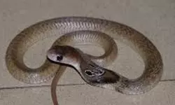 ക്ലാസ് മുറിയില് മൂര്ഖന് പാമ്പ്; കുട്ടികള് രക്ഷപ്പെട്ടു ക്ലാസ് മുറിയില് മൂര്ഖന് പാമ്പ്; കുട്ടികള് രക്ഷപ്പെട്ടു