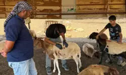 വെസ്റ്റ്ബാങ്കില്‍ 117 ആടുകളെ കൊന്ന് ജൂത കുടിയേറ്റക്കാര്‍