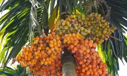 ഒരെണ്ണത്തിന് 13 രൂപ; കുതിച്ചുയർന്ന് അടയ്ക്ക വില