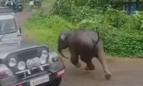 കുറ്റിയാടിയില് നാട്ടിലിറങ്ങി കുട്ടിയാനയുടെ പരാക്രമം കുറ്റിയാടിയില് നാട്ടിലിറങ്ങി കുട്ടിയാനയുടെ പരാക്രമം