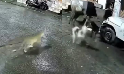 പൂച്ചയാണെന്ന് തെറ്റിദ്ധരിച്ച് പുലിയെ പിന്തുടര്‍ന്ന് നായ്ക്കൂട്ടം; ഒടുവില്‍ സംഭവിച്ചത് (വീഡിയോ)