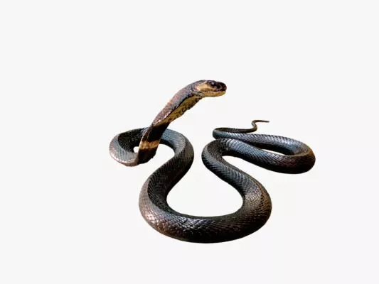 ചത്ത പാമ്പുകള്‍ കടിക്കുമോ?; വിശദീകരണവുമായി മെഡിക്കല്‍ ഗവേഷകന്‍ ഡോ. സദാനന്ദ നായിക്