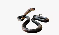 ചത്ത പാമ്പുകള്‍ കടിക്കുമോ?; വിശദീകരണവുമായി മെഡിക്കല്‍ ഗവേഷകന്‍ ഡോ. സദാനന്ദ നായിക്