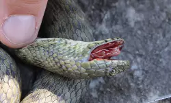 തൃശൂര്‍ വാണിയംപാറയില്‍ രണ്ടര വയസുകാരന് പാമ്പുകടിയേറ്റു