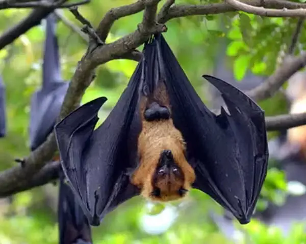 കോഴിയിറച്ചിയെന്ന പേരില്‍ വവ്വാല്‍ മാംസം വില്‍പ്പനക്കെത്തിച്ചു; രണ്ടുപേര്‍ അറസ്റ്റില്‍