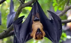 കോഴിയിറച്ചിയെന്ന പേരില്‍ വവ്വാല്‍ മാംസം വില്‍പ്പനക്കെത്തിച്ചു; രണ്ടുപേര്‍ അറസ്റ്റില്‍