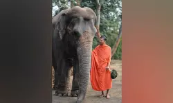 അമ്പലത്തിലെ ആനയെ അംബാനിയുടെ വന്യജീവി സങ്കേതത്തിലേക്ക് മാറ്റി; പ്രതിഷേധിച്ച് ജൈനസമൂഹം അമ്പലത്തിലെ ആനയെ അംബാനിയുടെ വന്യജീവി സങ്കേതത്തിലേക്ക് മാറ്റി; പ്രതിഷേധിച്ച് ജൈനസമൂഹം