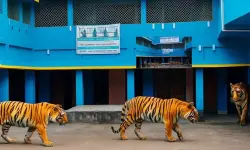 മദ്‌റസയില്‍ കടുവ കയറിയെന്ന് എഐ വീഡിയോ; അധ്യാപകന് സസ്‌പെന്‍ഷന്‍