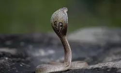 അങ്കണവാടിയില്‍ മൂര്‍ഖന്‍പാമ്പ്; പാമ്പിനെ കണ്ടത് കുട്ടികള്‍ ക്ലാസിലുള്ള സമയത്ത്