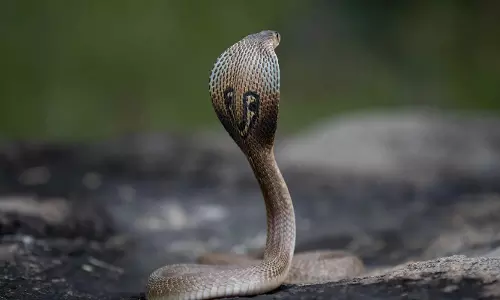 അങ്കണവാടിയില്‍ മൂര്‍ഖന്‍പാമ്പ്; പാമ്പിനെ കണ്ടത് കുട്ടികള്‍ ക്ലാസിലുള്ള സമയത്ത്