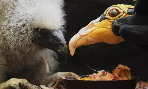 കുവൈത്തിലേക്ക് കടത്താന് ശ്രമിച്ച പക്ഷികളെ രക്ഷിച്ചു കുവൈത്തിലേക്ക് കടത്താന് ശ്രമിച്ച പക്ഷികളെ രക്ഷിച്ചു