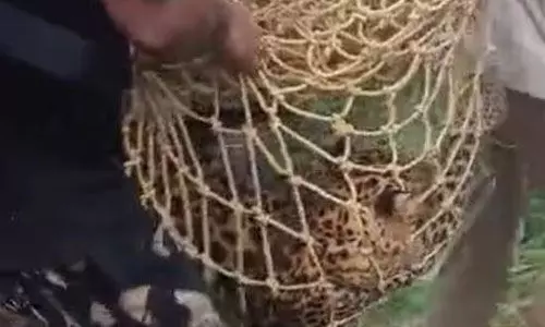 കെണിയില്നിന്ന് രക്ഷപ്പെട്ട പുലിയെ മയക്കുവെടിവെച്ച് പിടികൂടി കെണിയില്നിന്ന് രക്ഷപ്പെട്ട പുലിയെ മയക്കുവെടിവെച്ച് പിടികൂടി