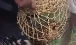 കെണിയില്‍നിന്ന് രക്ഷപ്പെട്ട പുലിയെ മയക്കുവെടിവെച്ച് പിടികൂടി