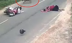 കാട്ടുപന്നിക്കൂട്ടം ഇടിച്ചു; സ്കൂട്ടറില് നിന്ന് വീണ് യുവതിക്ക് പരിക്കേറ്റു കാട്ടുപന്നിക്കൂട്ടം ഇടിച്ചു; സ്കൂട്ടറില് നിന്ന് വീണ് യുവതിക്ക് പരിക്കേറ്റു